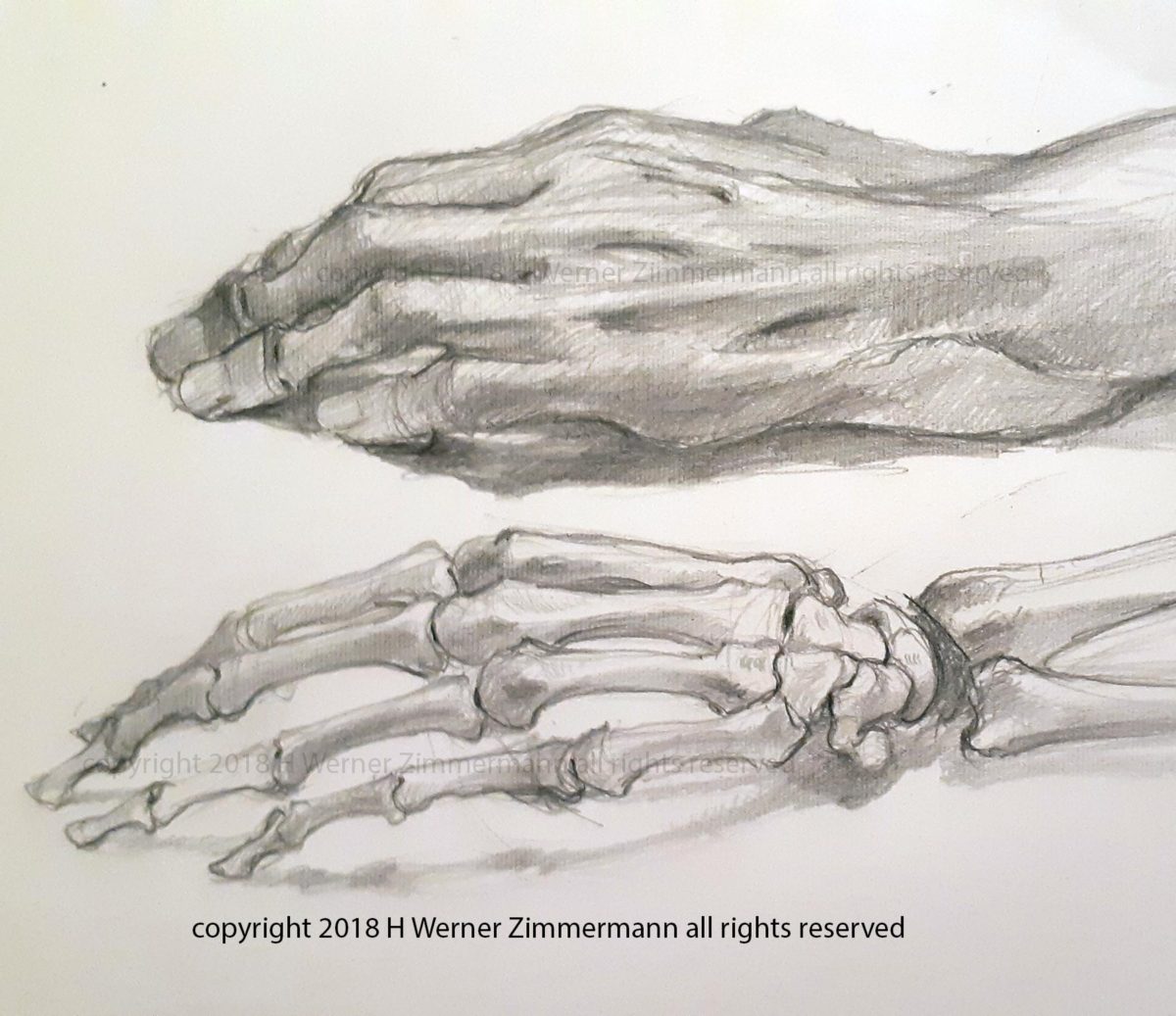 studies of cadaver and skeleton of the hand