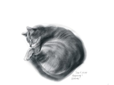 study of my cat asleep